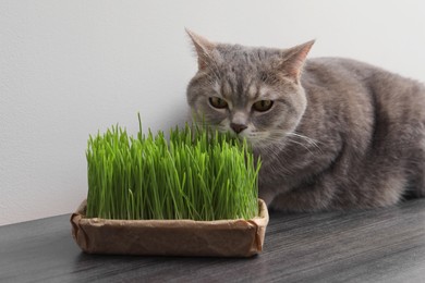 Cute cat and fresh green grass on wooden desk near white wall indoors