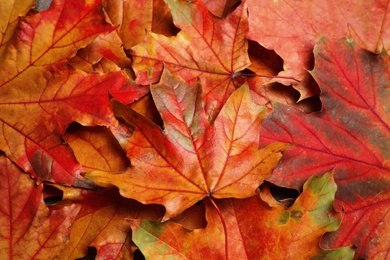 Colorful autumn leaves as background, top view