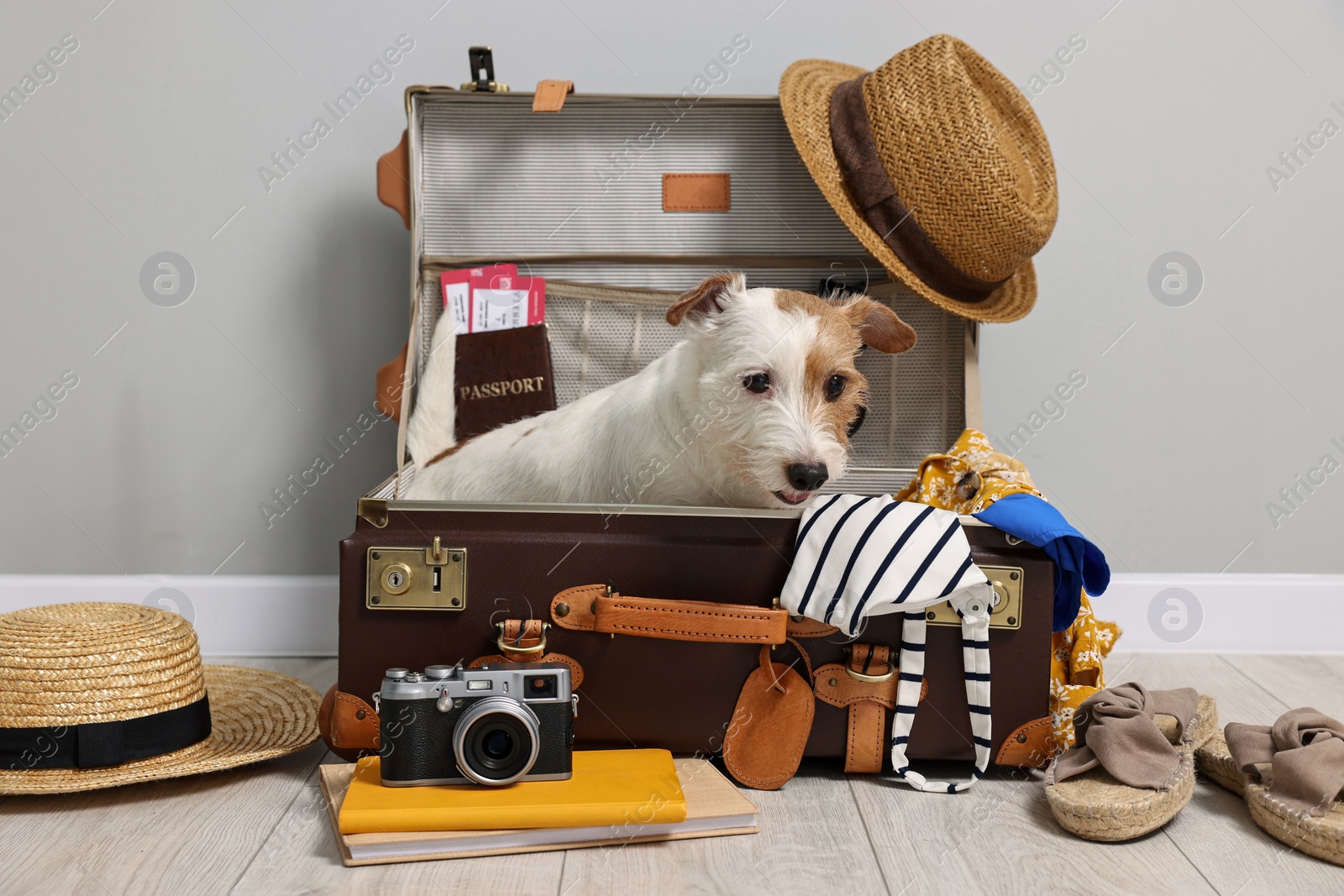 Photo of Travel with pet. Dog, clothes and suitcase indoors