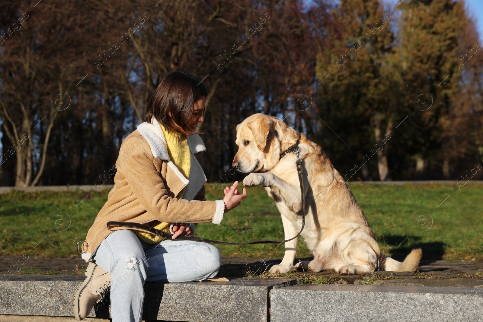 Photo of Adorable Labrador Retriever giving paw to beautiful woman in park