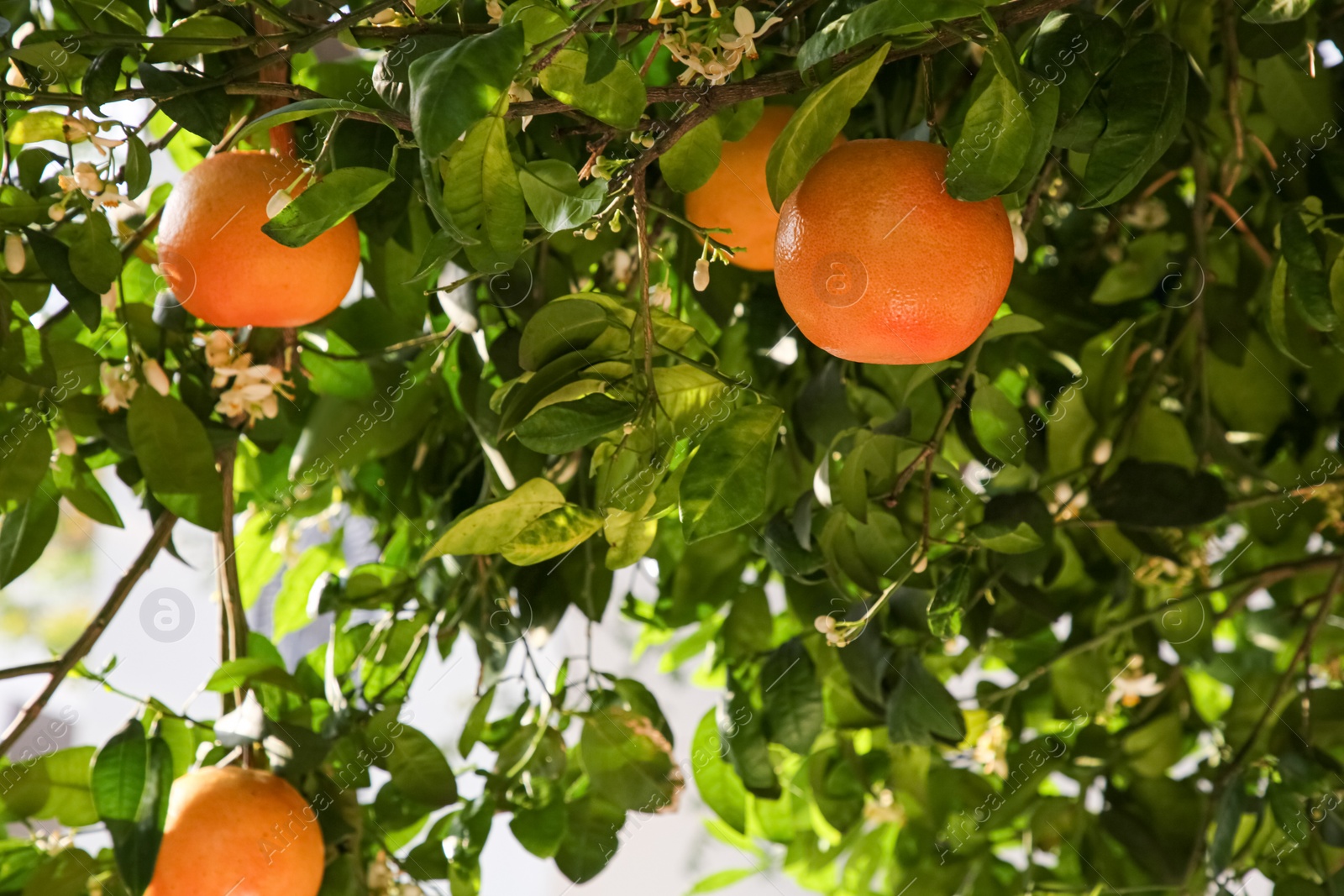 Photo of Fresh ripe grapefruits growing on tree outdoors