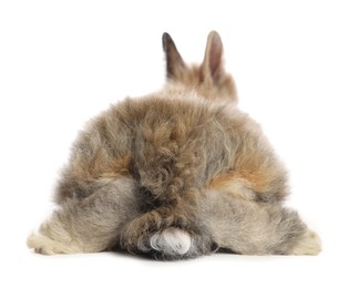 Photo of Cute fluffy pet rabbit isolated on white, back view