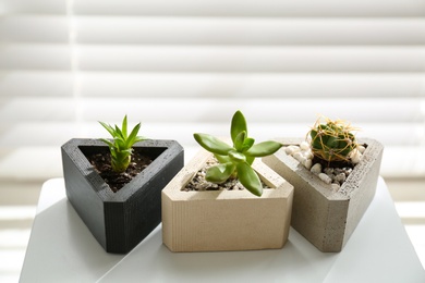 Photo of Succulent plants and cactus on white table, closeup