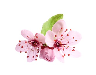 Photo of Beautiful pink sakura tree blossoms with leaf isolated on white