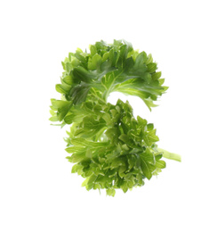 Fresh green curly parsley on white background