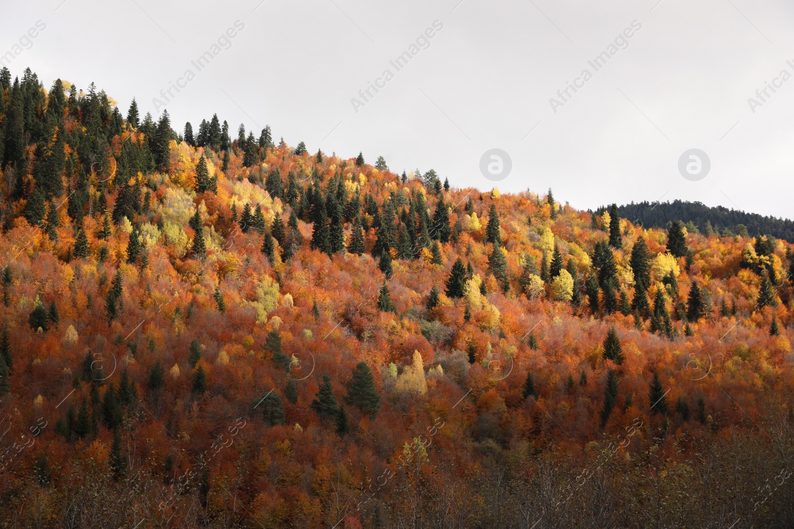 Photo of Picturesque view of forest on autumn day. Beautiful mountain landscape