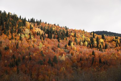 Picturesque view of forest on autumn day. Beautiful mountain landscape