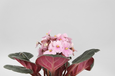 Photo of Saintpaulia home plant on grey background, space for text