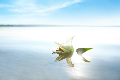 Photo of Beautiful blooming lily flower on water surface. Nature healing power