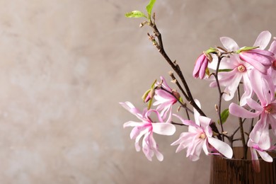 Photo of Magnolia tree branches with beautiful flowers in glass vase against grey background, closeup. Space for text