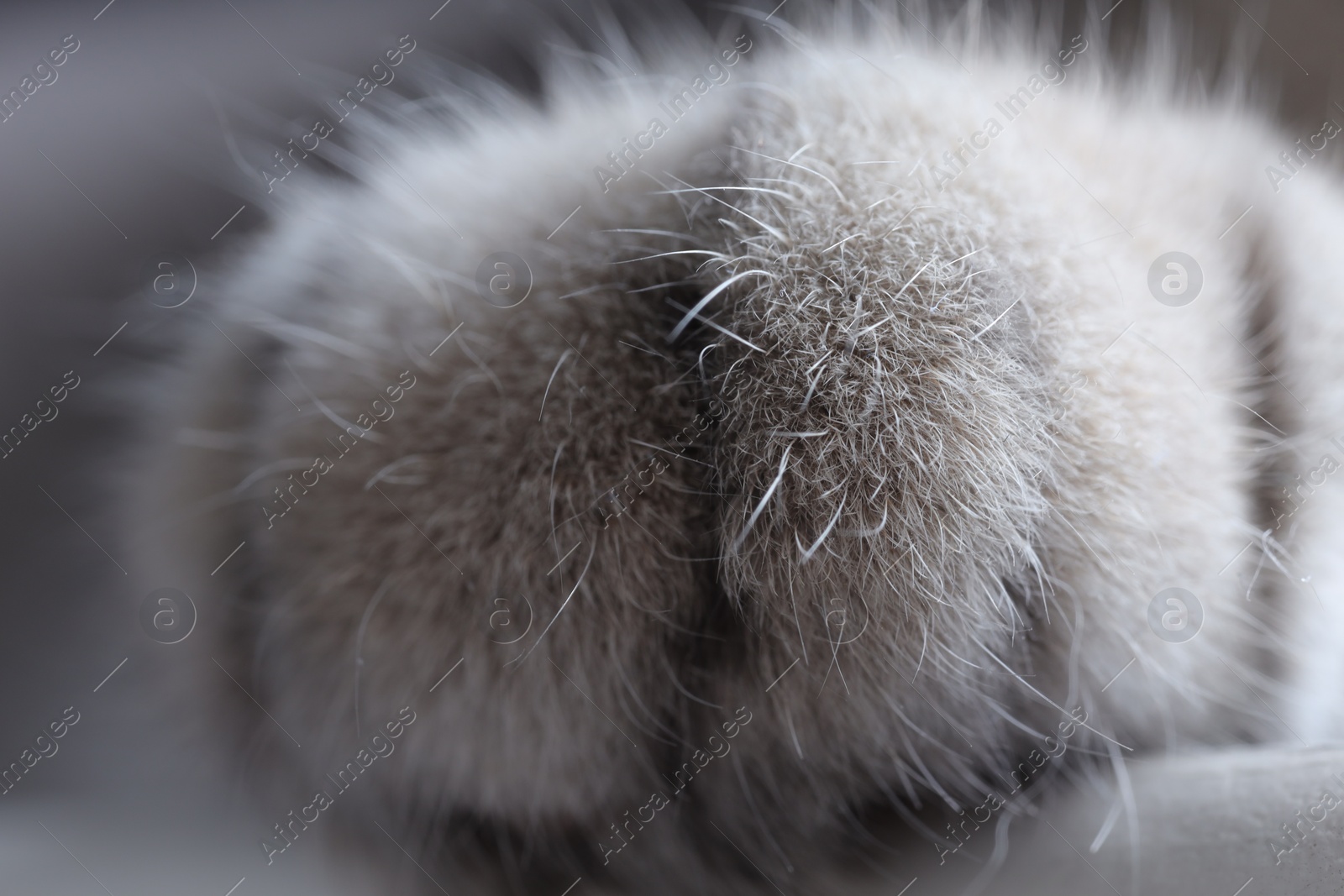 Photo of Cat, macro photo of paw. Fluffy pet