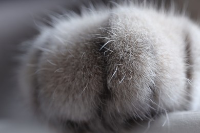 Photo of Cat, macro photo of paw. Fluffy pet