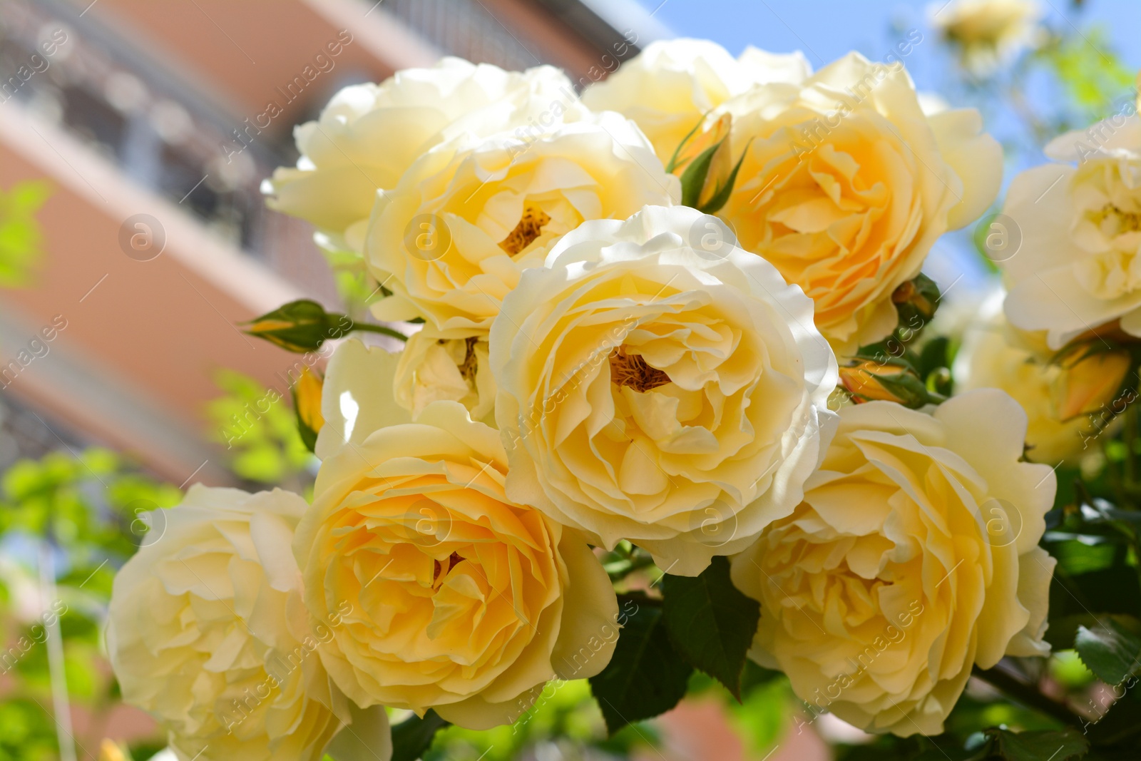 Photo of Closeup view of blooming rose bush with beautiful yellow flowers outdoors on sunny day