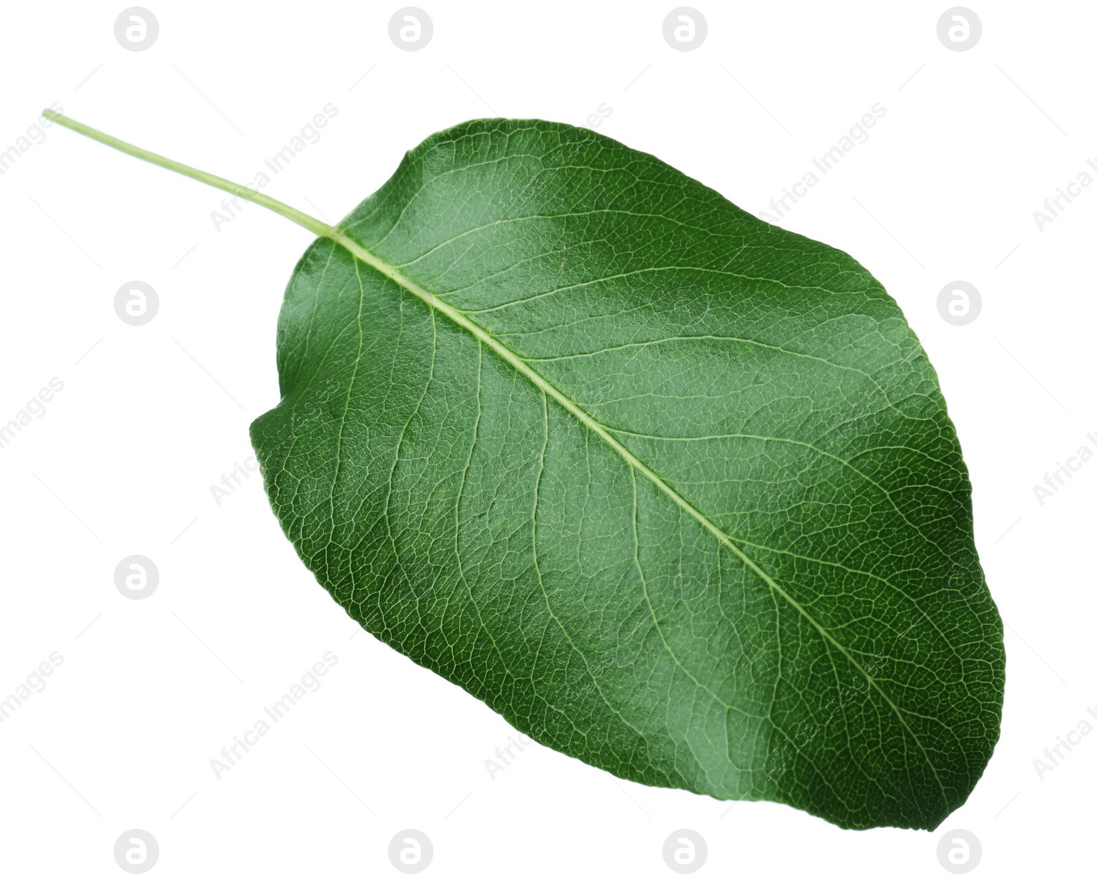 Photo of Green pear tree leaf isolated on white