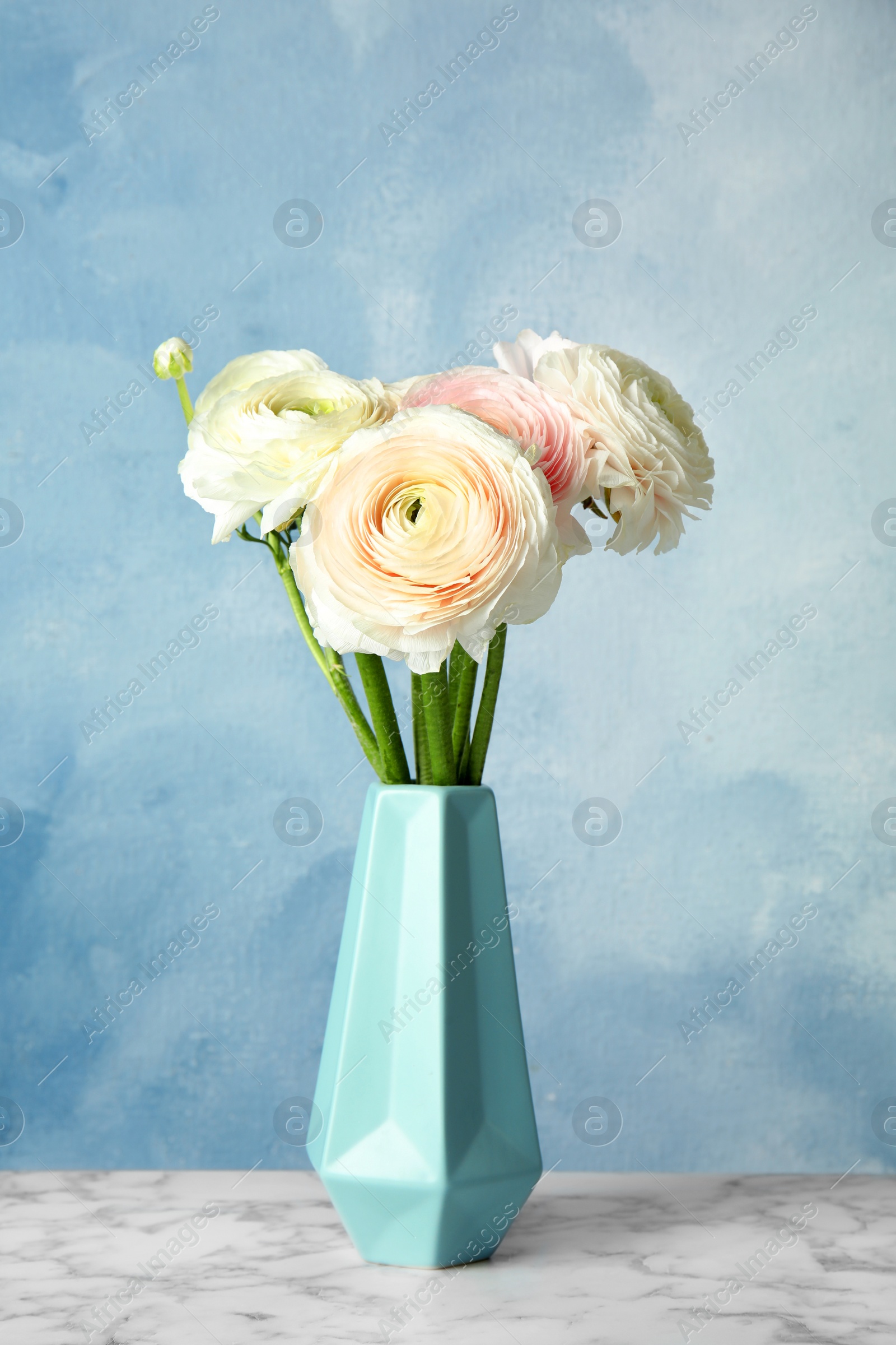 Photo of Vase with beautiful ranunculus flowers on table against color background