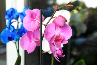 Photo of Beautiful tropical orchid flower near window glass, closeup