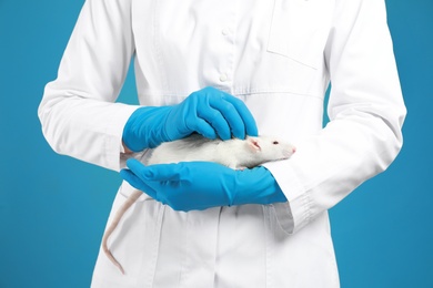 Photo of Scientist holding laboratory rat on blue background, closeup