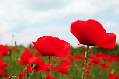 Photo of Beautiful red poppy flowers growing in field, closeup