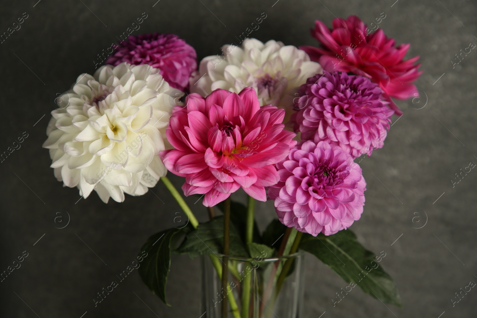 Bouquet of beautiful Dahlia flowers near dark grey wall, closeup Photo of Bouquet of beautiful Dahlia flowers near dark grey wall, closeup