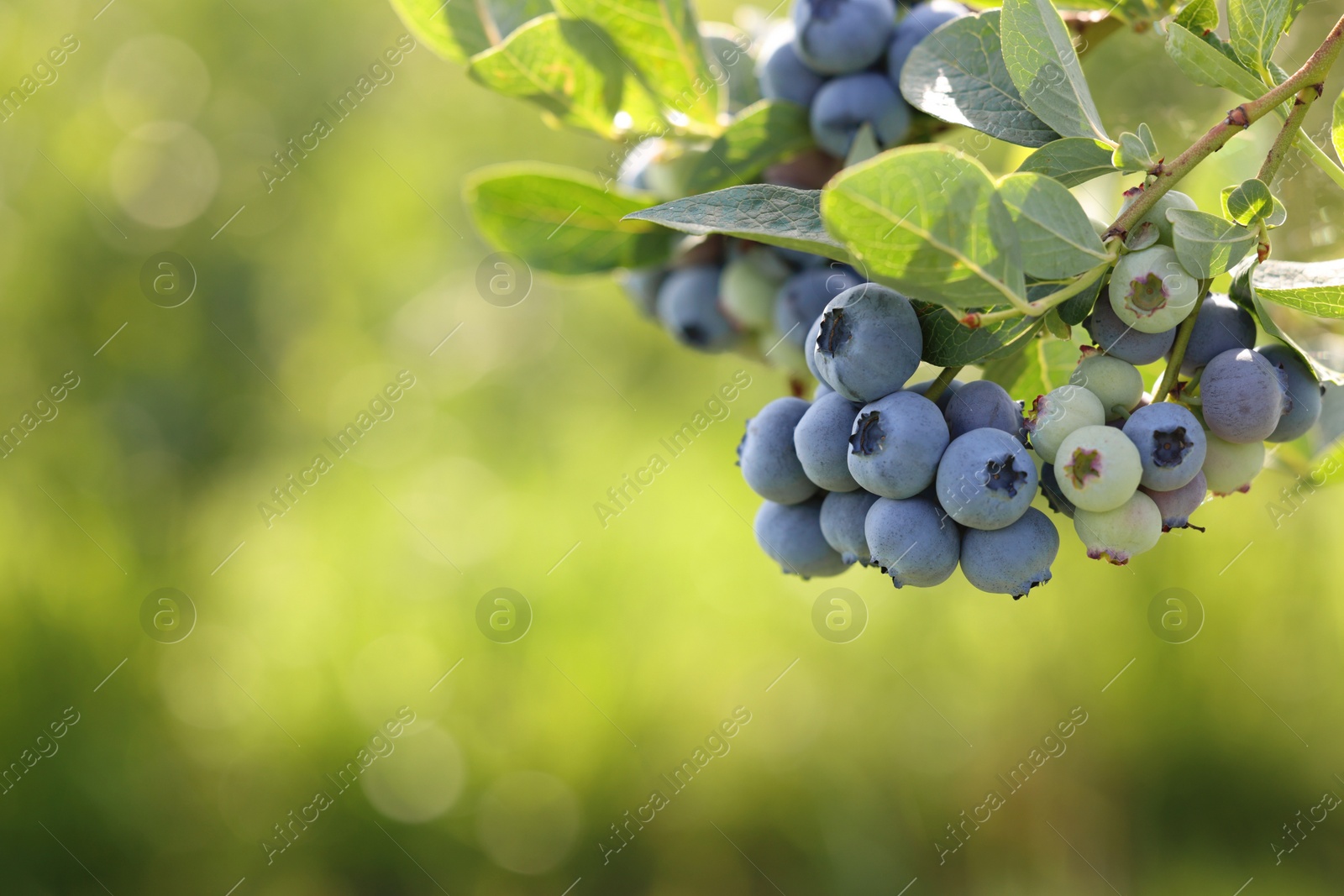 Photo of Wild blueberries growing outdoors, closeup and space for text. Seasonal berries