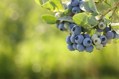Wild blueberries growing outdoors, closeup and space for text. Seasonal berries