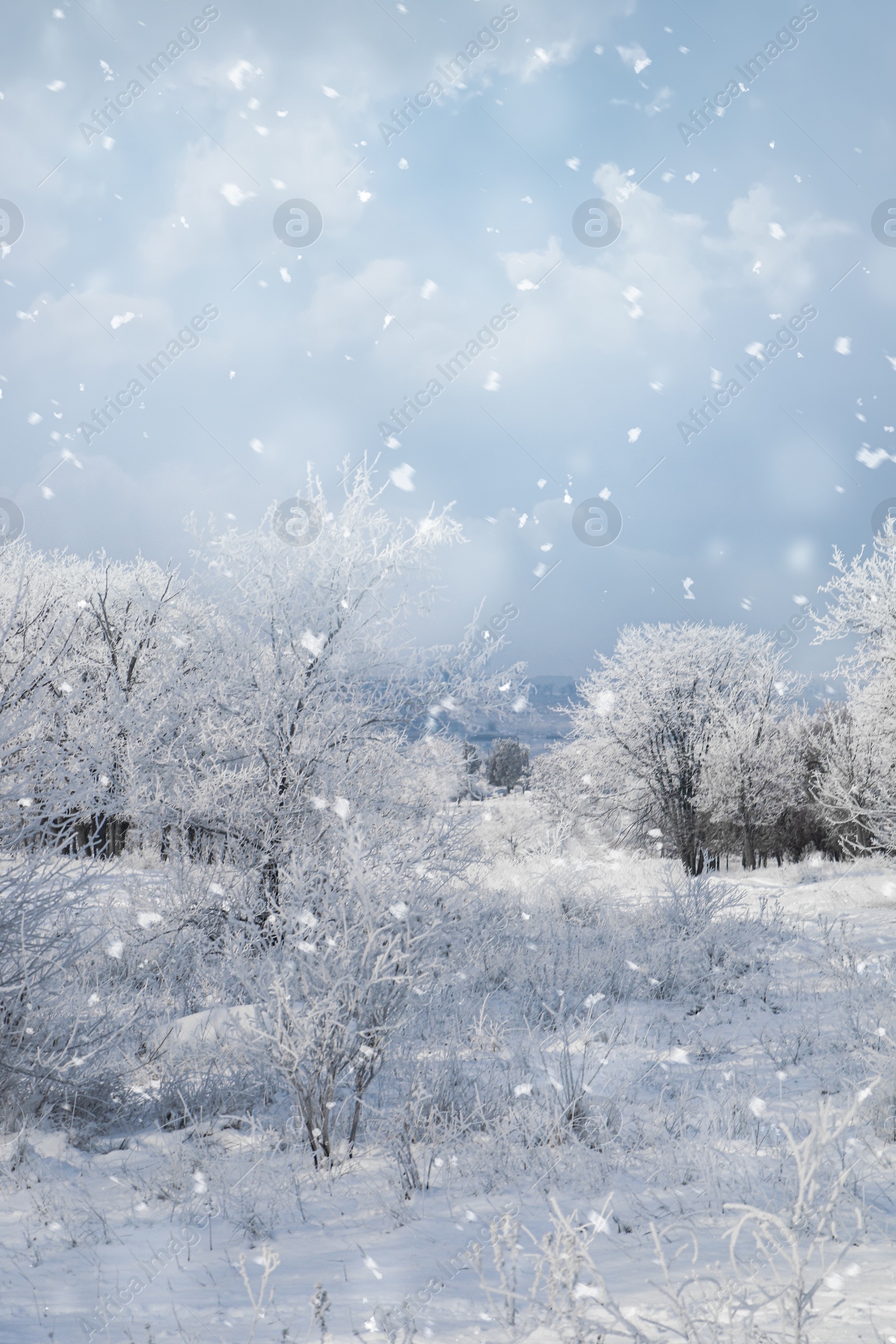 Photo of Plants covered with hoarfrost outdoors on winter morning