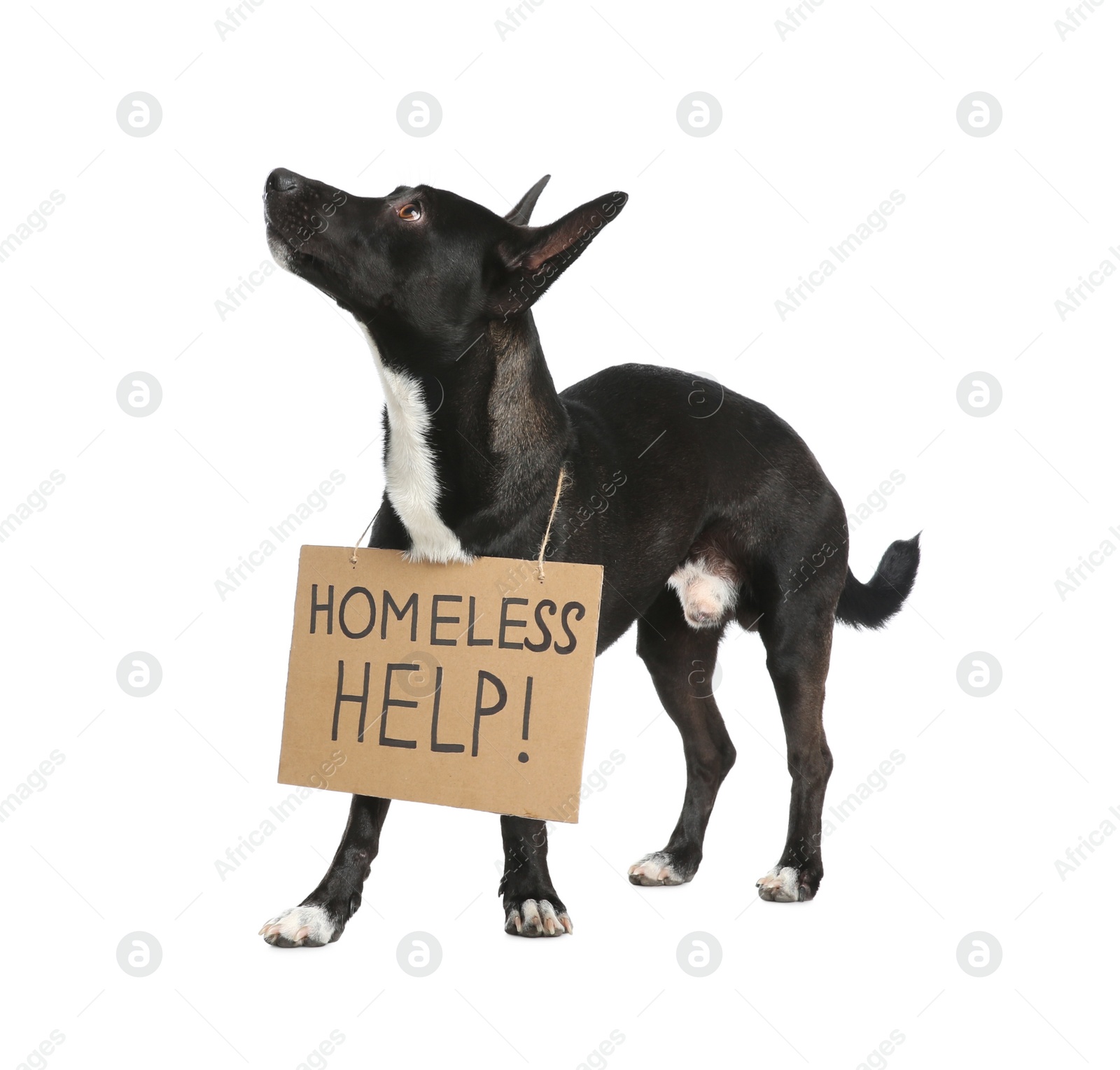 Photo of Cute black dog with Homeless Help! sign on white background. Lonely pet