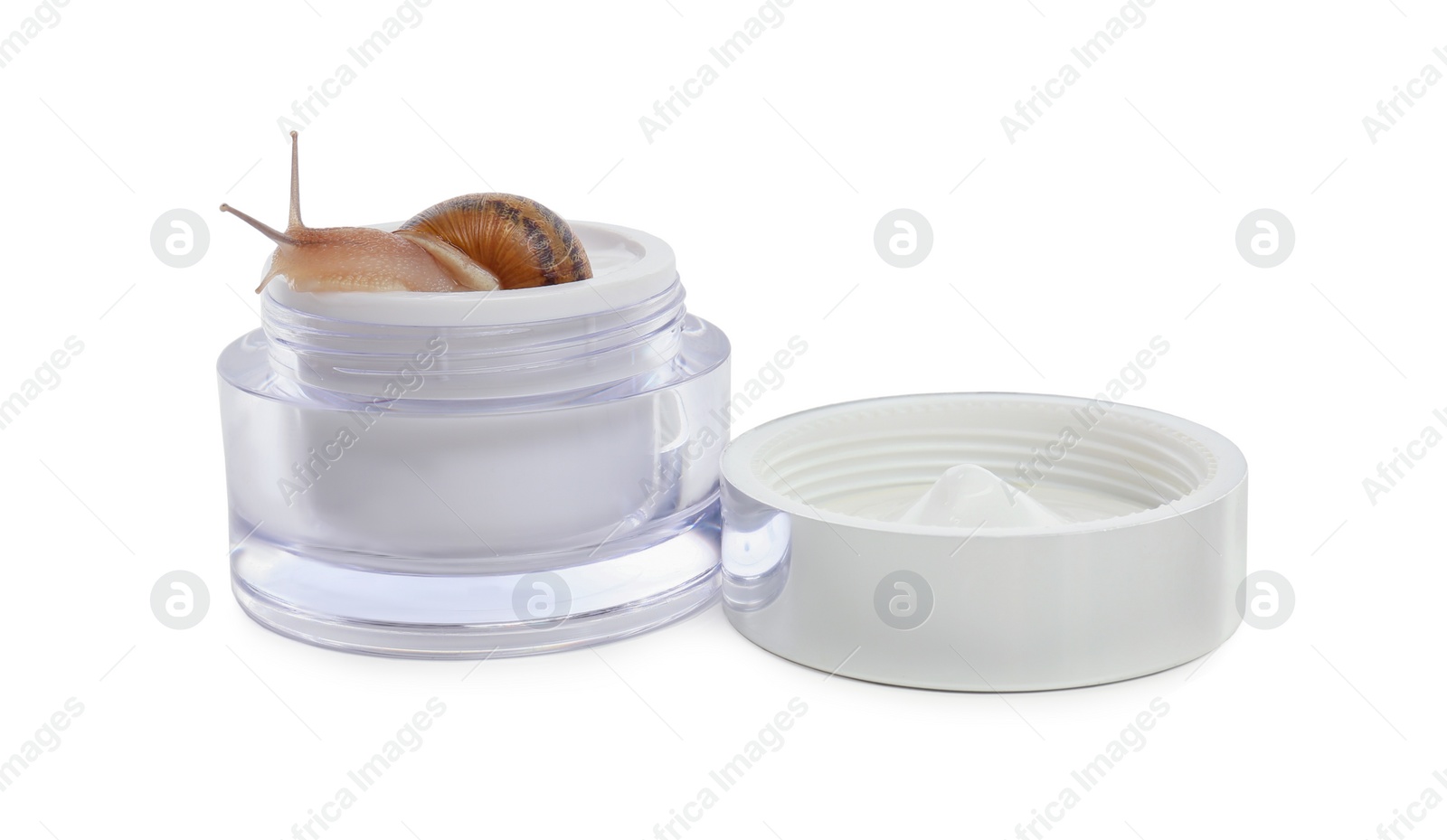 Photo of Snail in jar with cream isolated on white