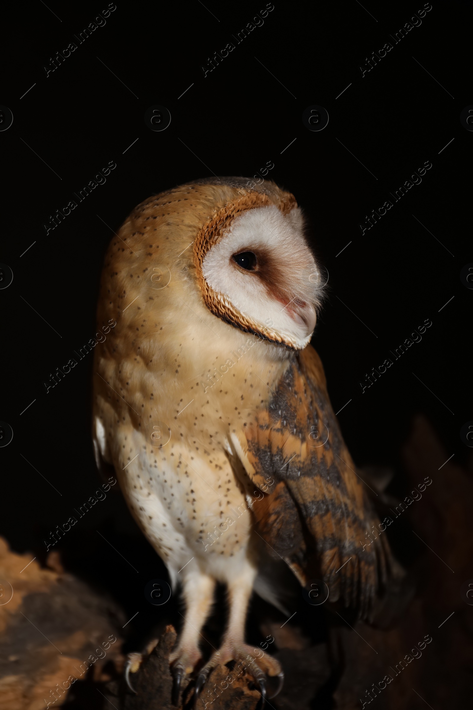 Photo of Beautiful common barn owl on tree against black background