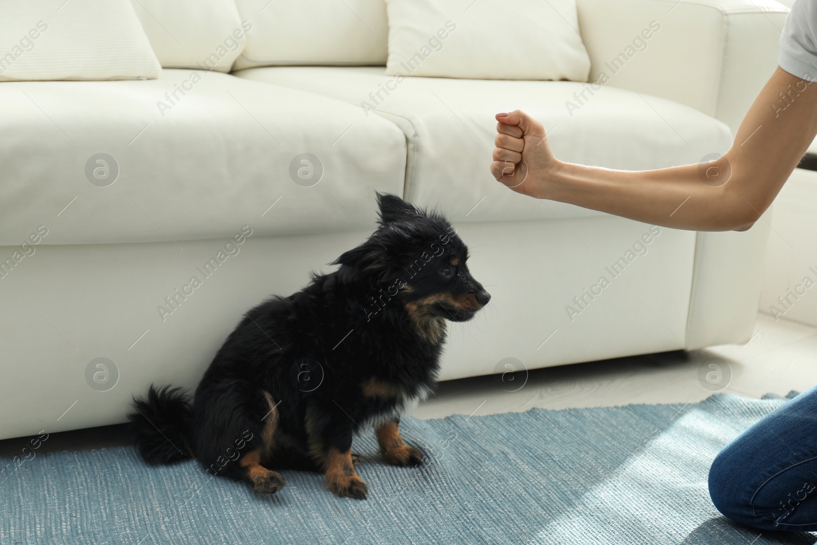 Photo of Woman beating dog at home, closeup. Domestic violence against pets