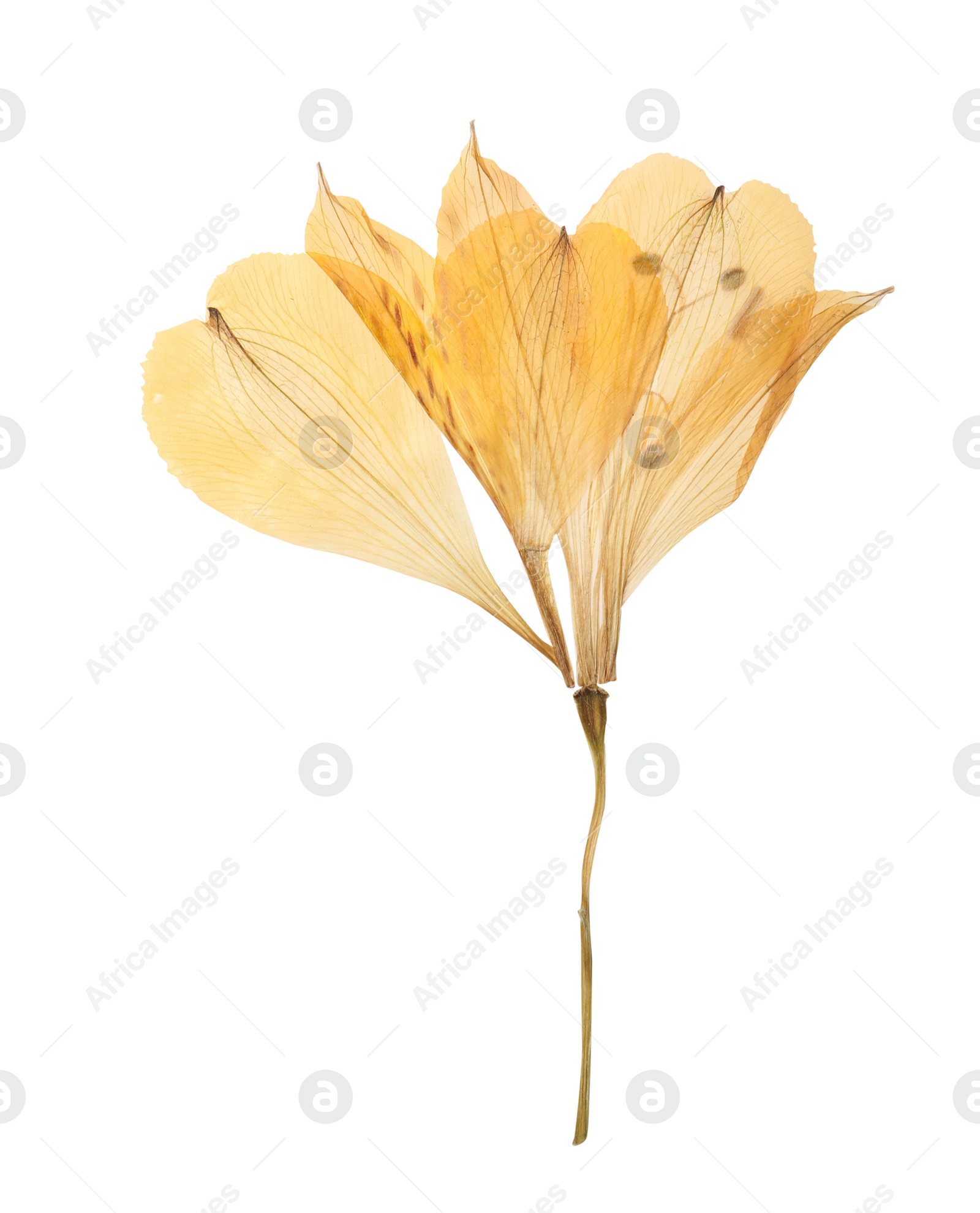 Photo of Wild dried meadow flower on white background