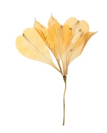 Wild dried meadow flower on white background