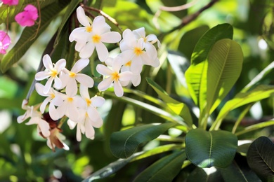 Beautiful white flowers at tropical resort on sunny day