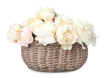 Beautiful peonies in wicker basket isolated on white