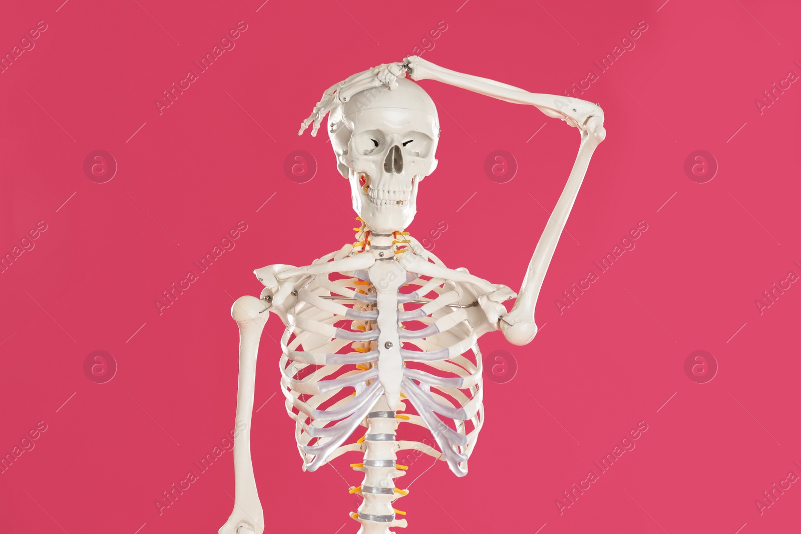 Photo of Artificial human skeleton model on crimson background
