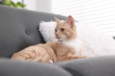 Photo of Cute ginger cat lying on sofa at home