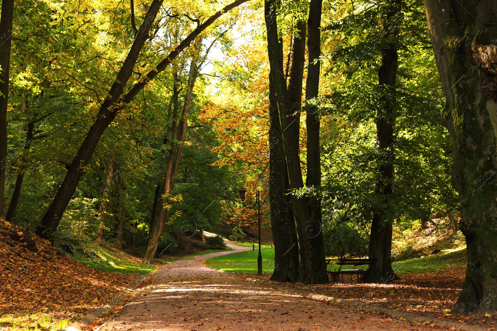 Photo of Pathway, fallen leaves and trees in beautiful park on autumn day