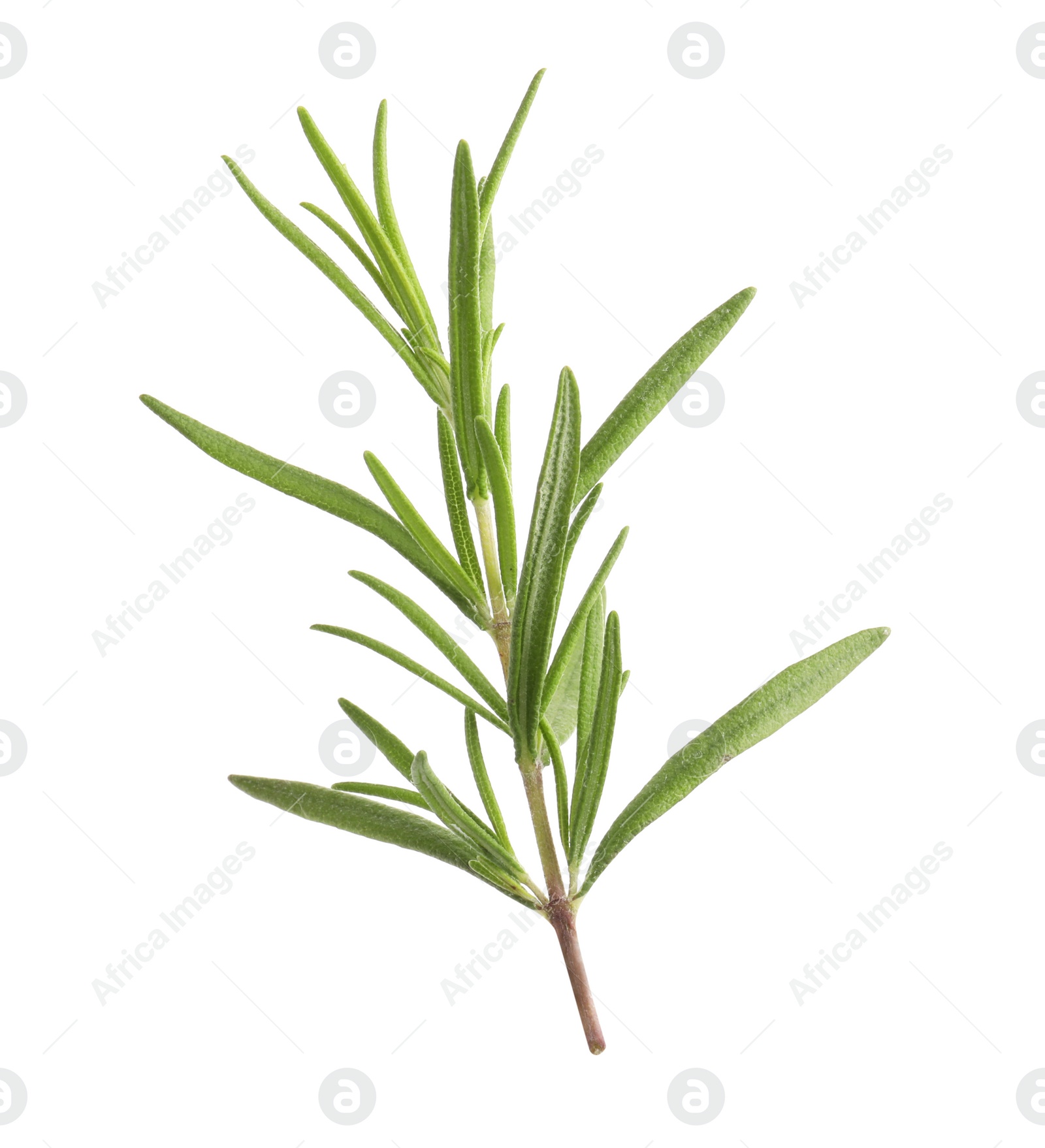 Photo of Aromatic rosemary sprig isolated on white. Fresh herb