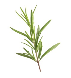 Aromatic rosemary sprig isolated on white. Fresh herb