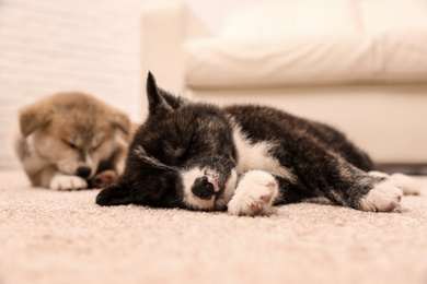 Photo of Cute Akita inu puppies on floor indoors. Friendly dogs