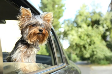 Photo of Adorable Yorkshire terrier looking out of car window, space for text. Cute dog