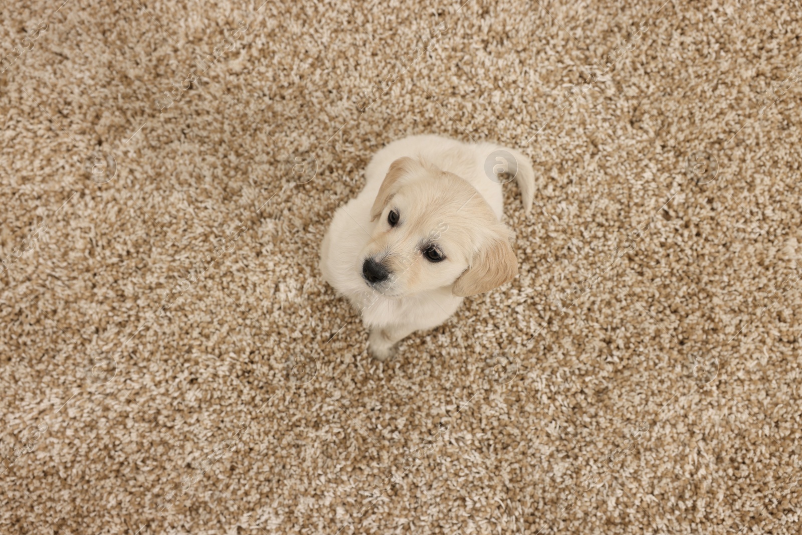 Photo of Cute little puppy on beige carpet, above view