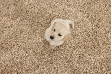 Cute little puppy on beige carpet, above view