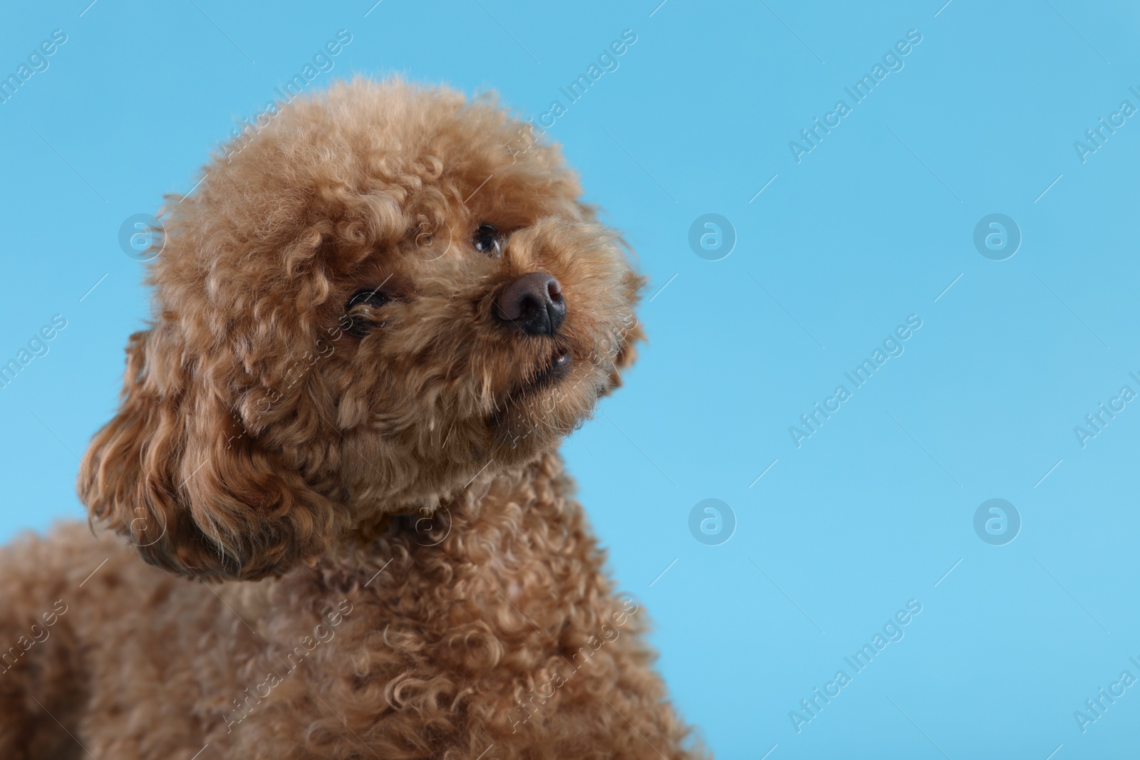 Photo of Cute Maltipoo dog on light blue background, space for text. Lovely pet