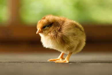 Photo of Cute chick on wooden surface, closeup. Baby animal