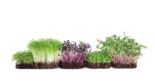 Photo of Fresh different organic microgreens on white background