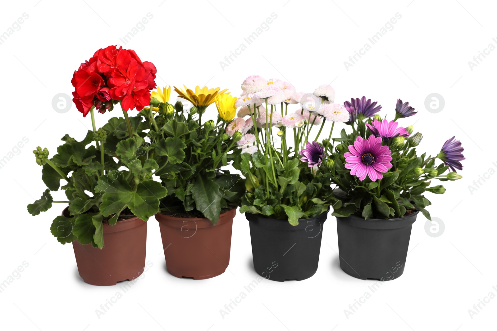 Photo of Different beautiful potted flowers isolated on white