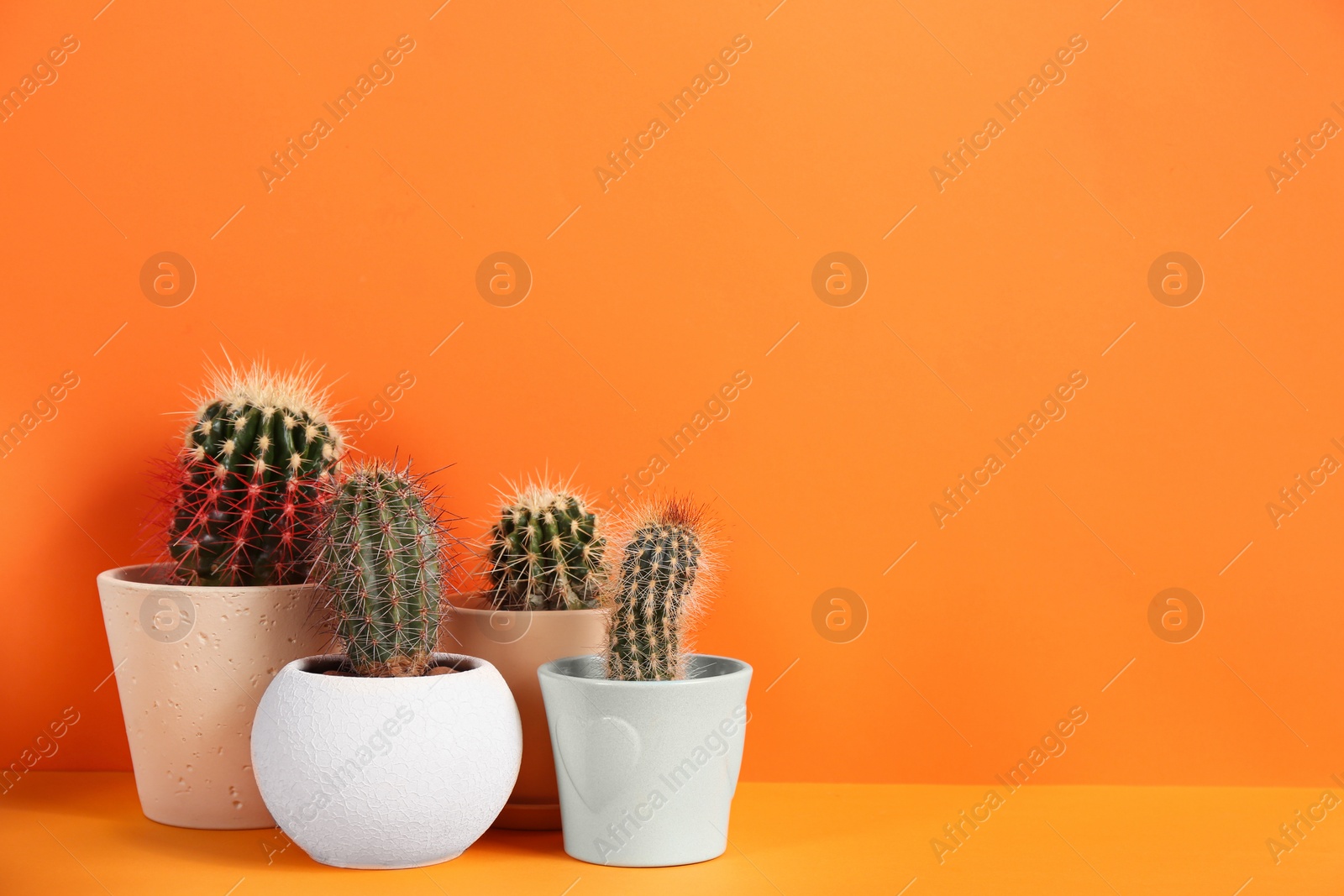 Photo of Beautiful cactuses on orange background. Space for text