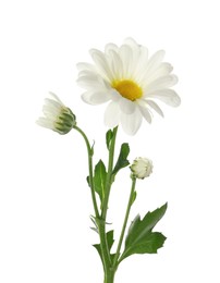 Photo of Beautiful fresh tender chrysanthemum isolated on white