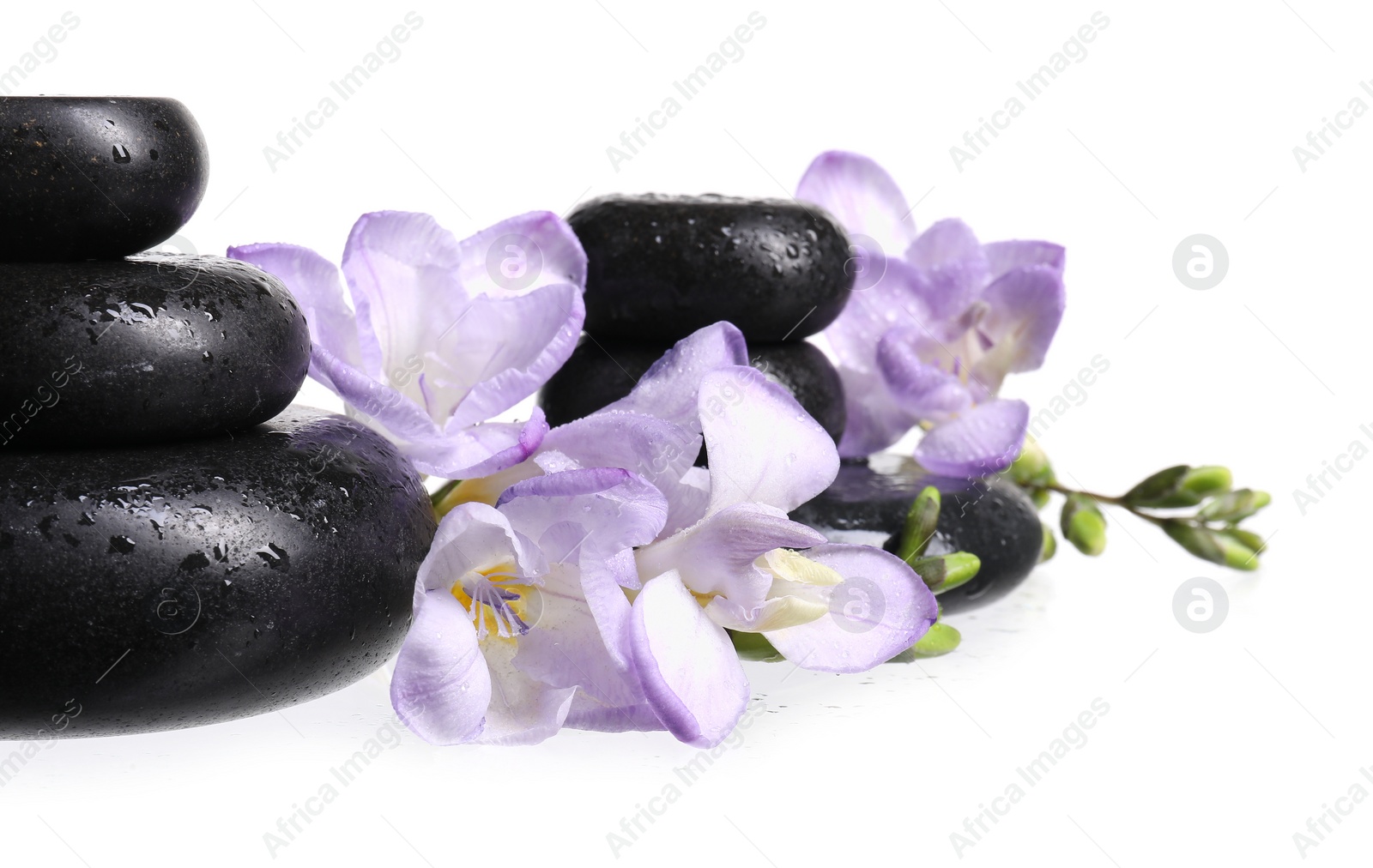 Photo of Beautiful violet freesia flowers and stones isolated on white